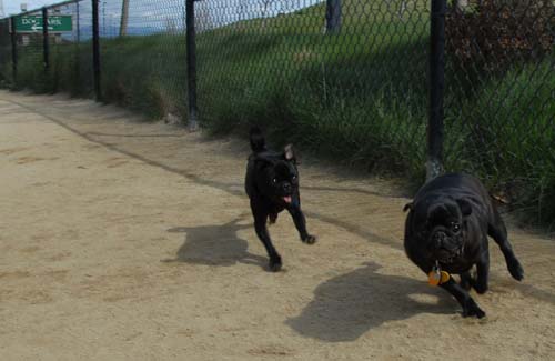 Mountain View Dog Park - March 25, 2007