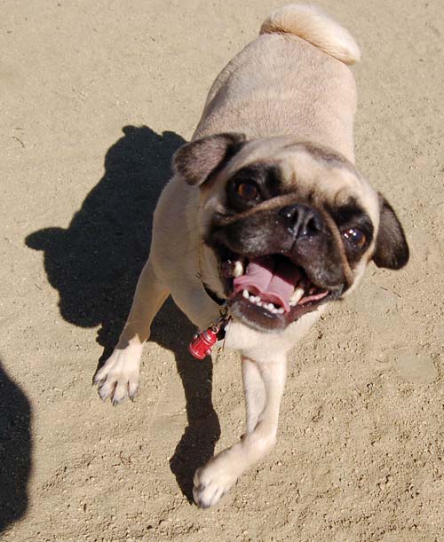 Mountain View Dog Park - March 18, 2007