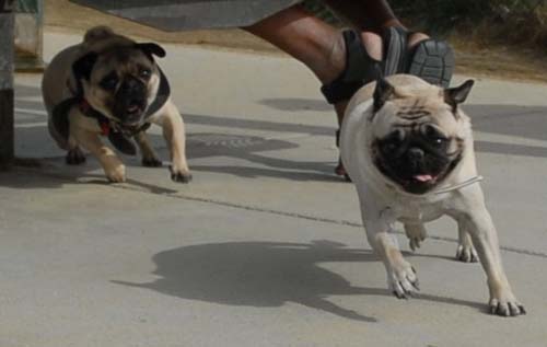 Mountain View Dog Park - April 1, 2007