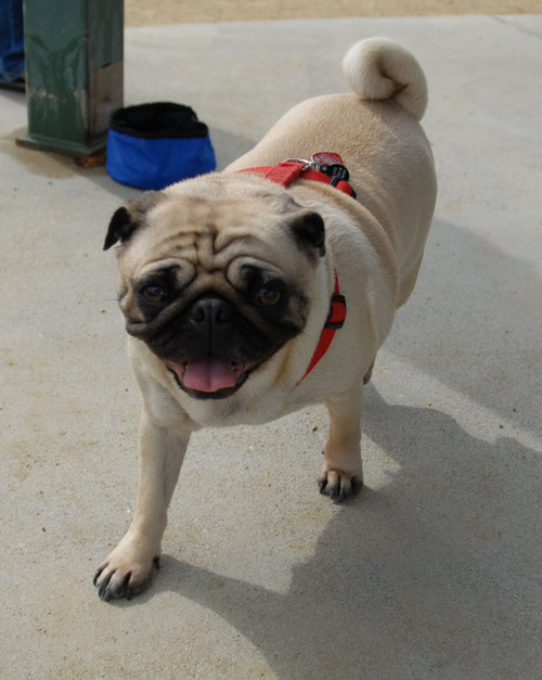 Mountain View Dog Park - April 1, 2007