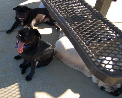 Mountain View Dog Park - March 11, 2007