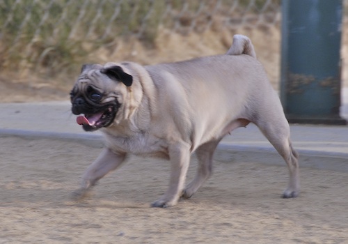 June 3, 2007 Mountain View Dog Park