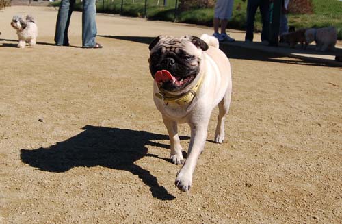 Mountain View Dog Park - March 11, 2007