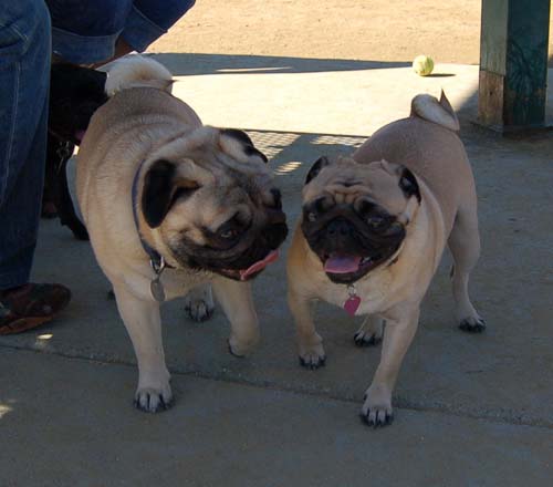 Mountain View Dog Park - March 11, 2007