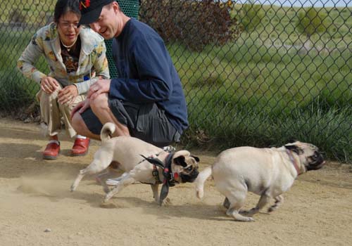 Mountain View Dog Park - April 1, 2007