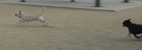 June 3, 2007 Mountain View Dog Park