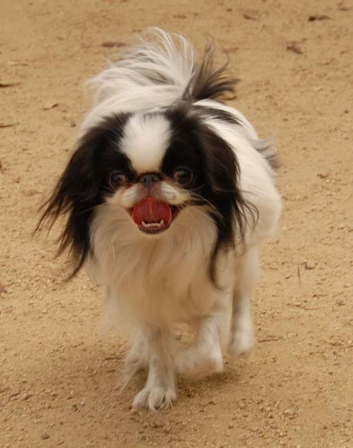 3 years of Sheba in Palo Alto - April 7, 2007