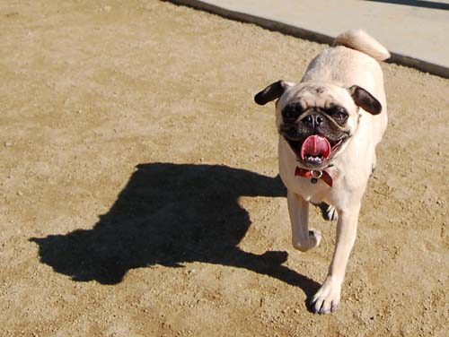 Mountain View Dog Park - March 18, 2007