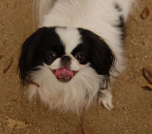 3 years of Sheba in Palo Alto - April 7, 2007