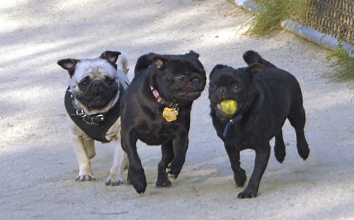 Mountain View Dog Park May 13, 2007