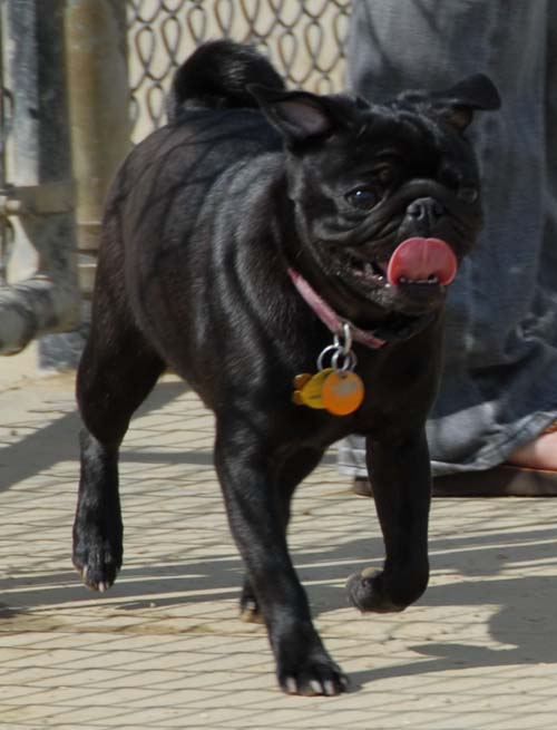 Mountain View Dog Park - March 25, 2007