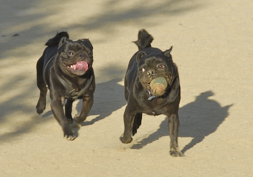 June 17, 2007 Mountain View Dog Park