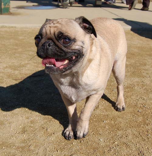 Mountain View Dog Park - March 11, 2007