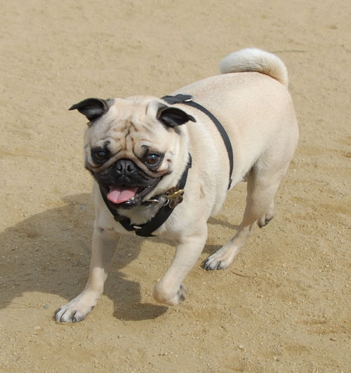 Mountain View Dog Park - April 1, 2007