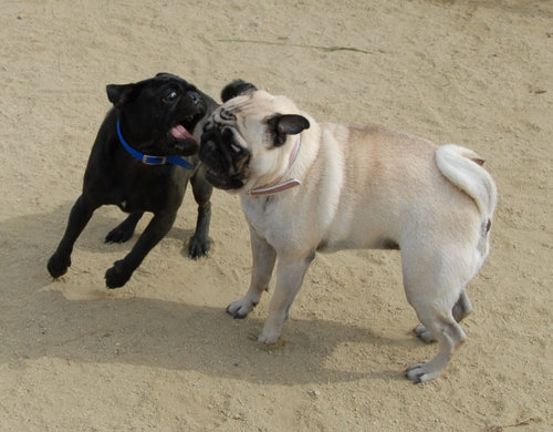 Mountain View Dog Park - April 1, 2007