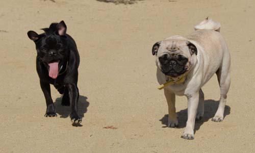 Mountain View Dog Park - March 25, 2007