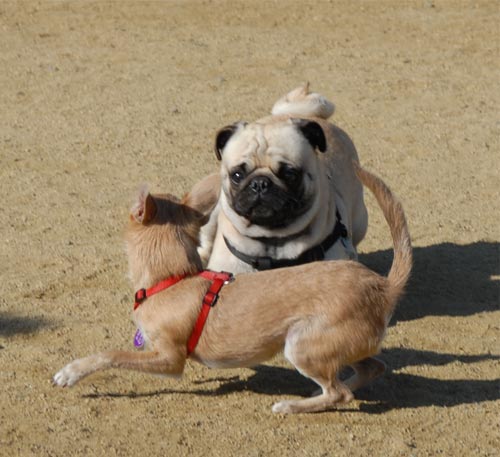 Mountain View Dog Park - March 25, 2007