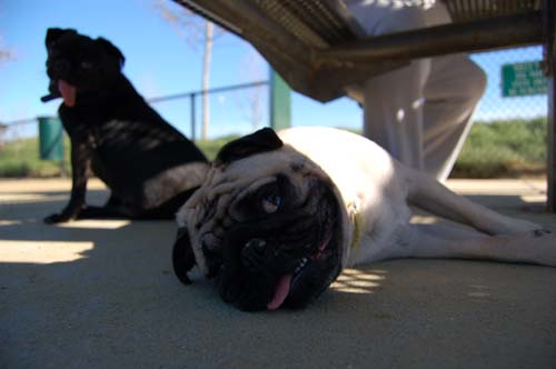 Mountain View Dog Park - March 11, 2007