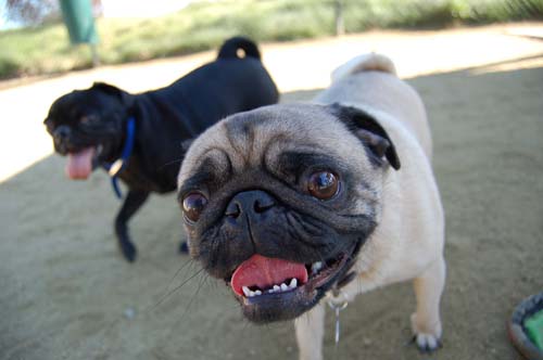 Mountain View Dog Park - March 18, 2007