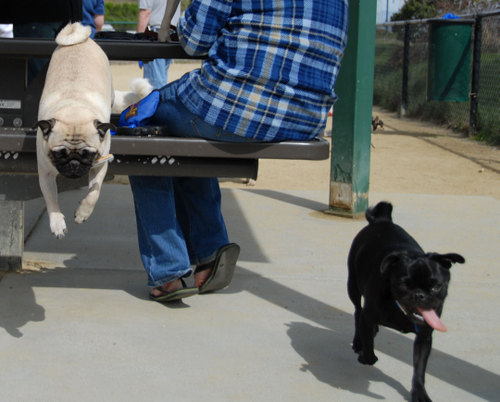 Mountain View Dog Park - April 1, 2007