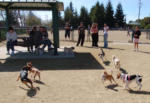 Mountain View Dog Park - March 18, 2007