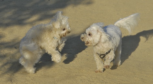 Mountain View Dog Park May 20, 2007