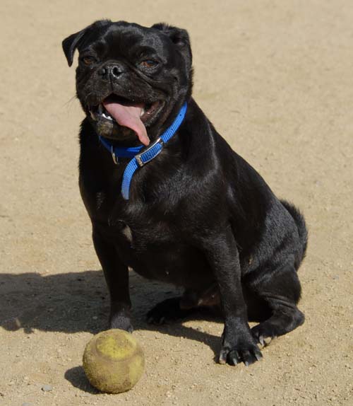 Mountain View Dog Park - March 25, 2007