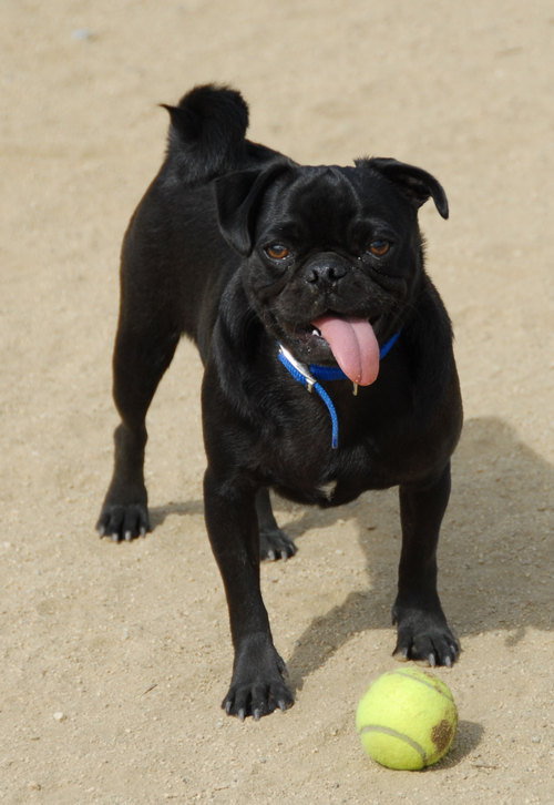 Mountain View Dog Park - April 1, 2007