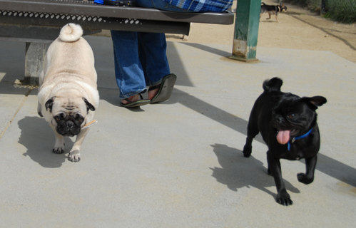Mountain View Dog Park - April 1, 2007