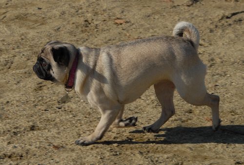 Rio and Sheba return to the Mountain View Dog Park for Fun!