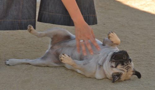 Sheba and Rio return to the Dog Park