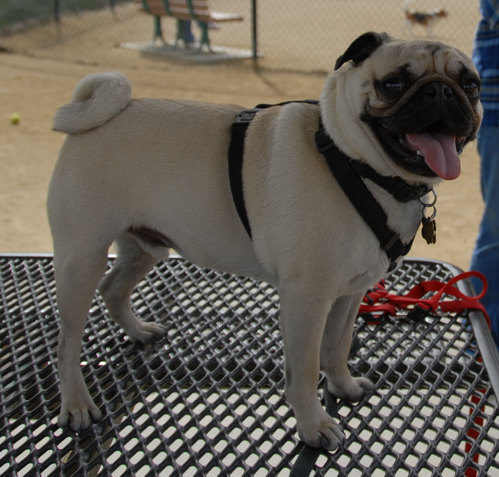Mountain View Dog Park - April 1, 2007