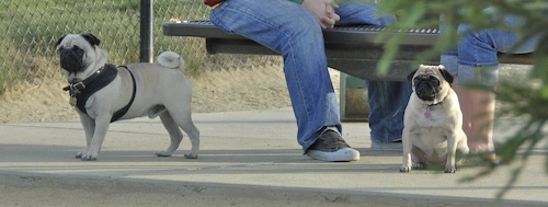 June 3, 2007 Mountain View Dog Park