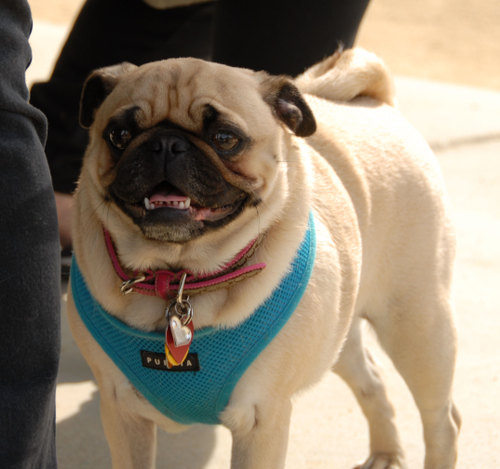 Calypso Returns - April 8, 2007