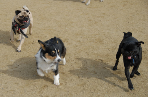 Mountain View Dog Park - April 1, 2007