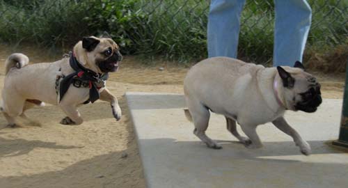 Mountain View Dog Park - April 1, 2007