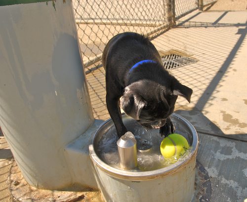 Sheba and Rio return to the Dog Park