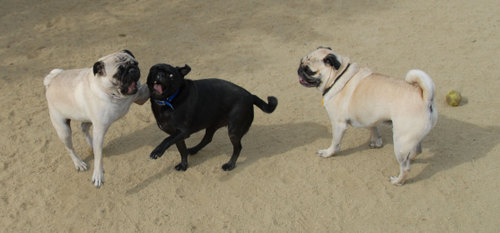 Mountain View Dog Park - April 1, 2007