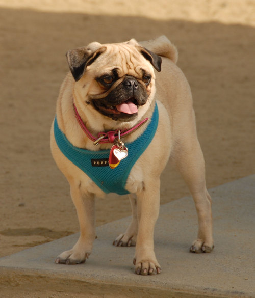 Calypso Returns - April 8, 2007