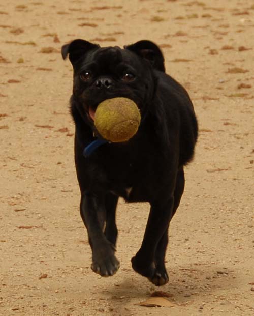 3 years of Sheba in Palo Alto - April 7, 2007