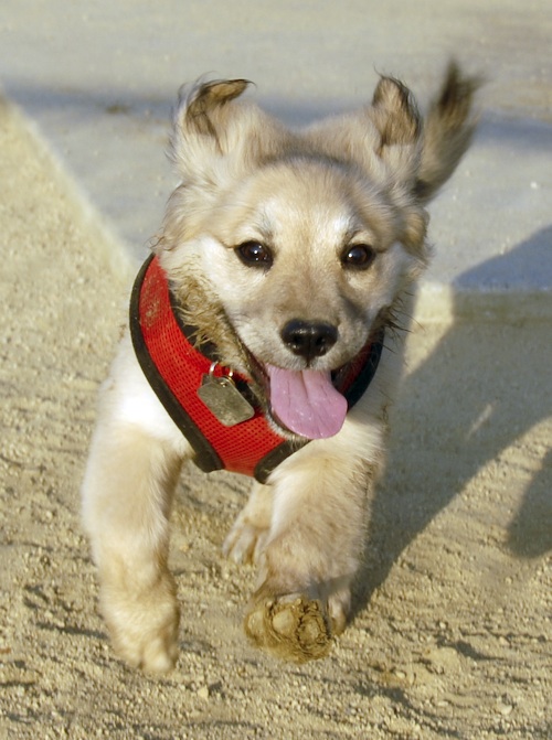 Mountain View Dog Park May 13, 2007