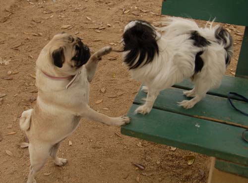 3 years of Sheba in Palo Alto - April 7, 2007