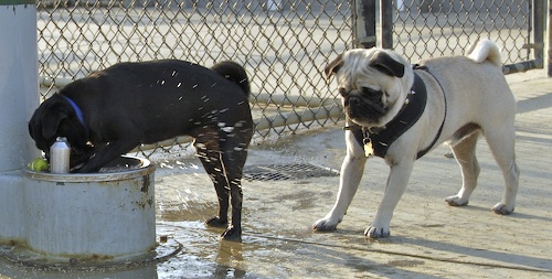 Mountain View Dog Park May 13, 2007