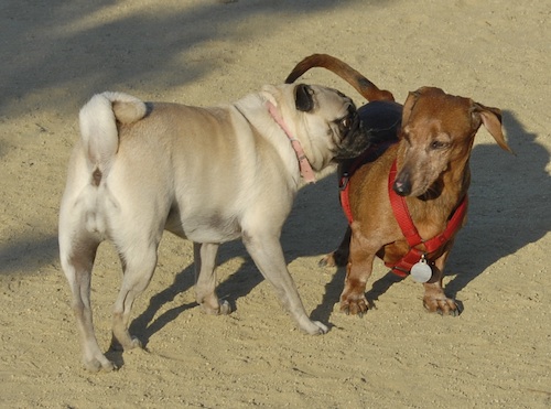 Mountain View Dog Park May 20, 2007