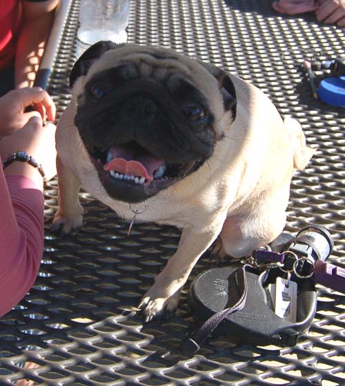 Mountain View Dog Park - March 11, 2007