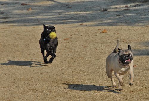 Rio and Sheba return to the Mountain View Dog Park for Fun!