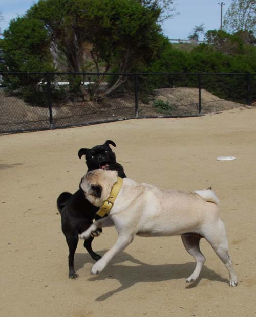 Mountain View Dog Park - March 25, 2007