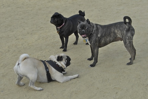 June 3, 2007 Mountain View Dog Park