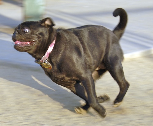 Mountain View Dog Park May 13, 2007