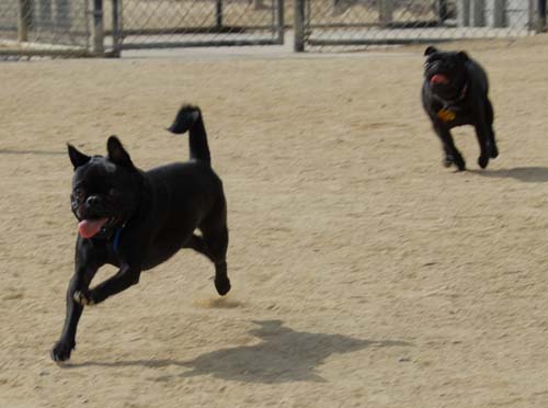 Mountain View Dog Park - March 25, 2007